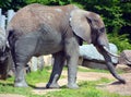 African elephants are elephants of the genus Loxodonta. Royalty Free Stock Photo