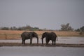 African elephants facing each other in the lake Royalty Free Stock Photo