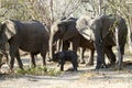 African Elephants family group on the Plains