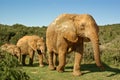 African elephants family walking through bushveld Royalty Free Stock Photo