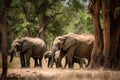 African Elephants family walking in the Savanna park, Animal wildlife habitat in the nature forest, beautiful of life, massive Royalty Free Stock Photo