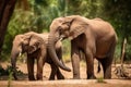 African Elephants family walking in the Savanna park, Animal wildlife habitat in the nature forest, beautiful of life, massive Royalty Free Stock Photo