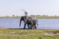 African elephants feed on an island in the Chobe River. Botswana Royalty Free Stock Photo