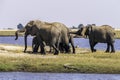 African elephants feed on an island in the Chobe River. Botswana Royalty Free Stock Photo