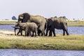 African elephants feed on an island in the Chobe River. Botswana Royalty Free Stock Photo