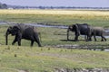 African elephants feed on an island in the Chobe River. Botswana Royalty Free Stock Photo