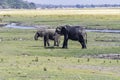 African elephants feed on an island in the Chobe River. Botswana Royalty Free Stock Photo