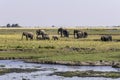 African elephants feed on an island in the Chobe River. Botswana Royalty Free Stock Photo