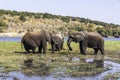 African elephants feed on an island in the Chobe River. Botswana Royalty Free Stock Photo