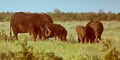 African Elephants female group Royalty Free Stock Photo