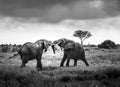 African elephants fight in the savanna, safari in Africa, Kenya, Tanzania Uganda, elephant fighting Royalty Free Stock Photo