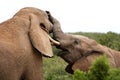 African Elephants Fighting Royalty Free Stock Photo