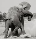 African Elephants fighting - Botswana Royalty Free Stock Photo