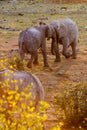 African Elephants Fighting in Sunset, Etosha National Park, Namibia Royalty Free Stock Photo