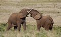 African Elephants fighting / trunk wrestling Royalty Free Stock Photo
