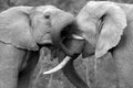 African Elephants fighting / trunk wrestling Royalty Free Stock Photo