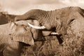 African Elephants fighting / trunk wrestling