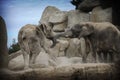 elephants fighting in the Valencia bioparc Royalty Free Stock Photo