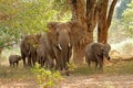 Herd of African elephants in a forest, Kruger National Park, South Africa Royalty Free Stock Photo