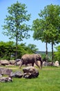 African elephants are elephants of the genus Loxodonta. The genus consists of two extant species: the African bush elephant and th Royalty Free Stock Photo