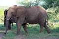 African Elephants (genus Loxodonta) in their jungle habitat : (pix Sanjiv Shukla) Royalty Free Stock Photo