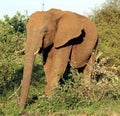 African Elephants (genus Loxodonta) in their jungle habitat : (pix Sanjiv Shukla) Royalty Free Stock Photo