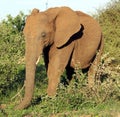 African Elephants (genus Loxodonta) in their jungle habitat : (pix Sanjiv Shukla) Royalty Free Stock Photo