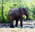 African Elephants (genus Loxodonta) in their jungle habitat : (pix Sanjiv Shukla) Royalty Free Stock Photo