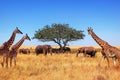 African elephants, giraffes and a lone tree in the savannah. Tanzania. Serengeti national park Royalty Free Stock Photo