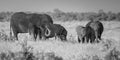 African Elephants group BW Royalty Free Stock Photo