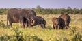 African Elephants group Royalty Free Stock Photo