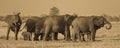 African Elephants Group Sepia