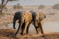 African elephants have a disput, etosha nationalpark, namibia