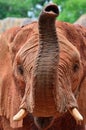 African elephants head