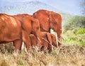 African elephants herd are on a open grass plain in wildlife reserve. Family baby, mother, father of elephants. Kenya, Africa.