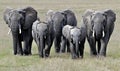 African Elephants Herd Walking in Savanna Royalty Free Stock Photo