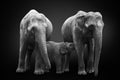 African elephants inhabiting South Africa on monochrome black background, black and white. Artistic processing, fine art.