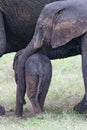 African elephants showing family love