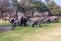 African elephants by the Jongomero river in the ruaha Royalty Free Stock Photo