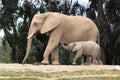 African elephants, kind loving tender relationship, mother and child, cute tiny baby elephant following mother, natural outdoors Royalty Free Stock Photo