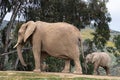 African elephants, kind loving tender relationship, mother and child, cute tiny baby elephant following mother, natural outdoors Royalty Free Stock Photo