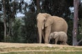 African elephants, kind loving tender relationship, mother and child, cute tiny baby elephant following mother, natural outdoors