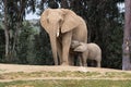 African elephants, kind loving tender relationship, mother and child, cute tiny baby elephant following mother, natural outdoors Royalty Free Stock Photo