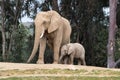 African elephants, kind loving tender relationship, mother and child, cute tiny baby elephant following mother, natural outdoors Royalty Free Stock Photo