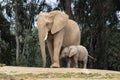 African elephants, kind loving tender relationship, mother and child, cute tiny baby elephant following mother, natural outdoors Royalty Free Stock Photo