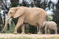 African elephants, kind loving tender relationship, mother and child, cute tiny baby elephant following mother, natural outdoors