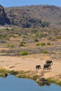 African elephants and landscape Royalty Free Stock Photo