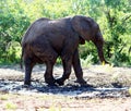 African Elephants (genus Loxodonta) in their jungle habitat : (pix Sanjiv Shukla) Royalty Free Stock Photo