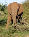 African Elephants (genus Loxodonta) in their jungle habitat : (pix Sanjiv Shukla) Royalty Free Stock Photo