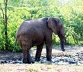 African Elephants (genus Loxodonta) in their jungle habitat : (pix Sanjiv Shukla) Royalty Free Stock Photo